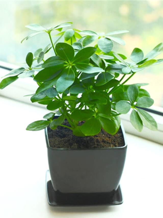 粉掌叶子发黄怎么办 - 植物养殖园丁指南