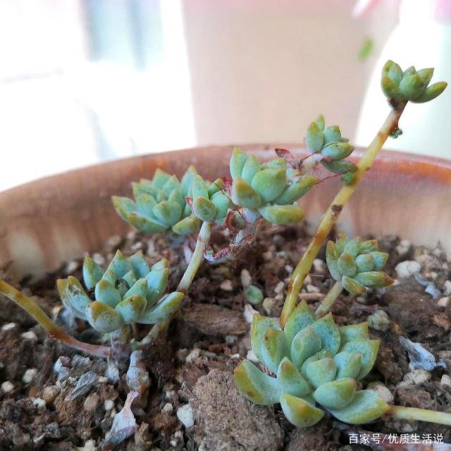 桔子树的嫁接方法：高效繁殖技巧解析