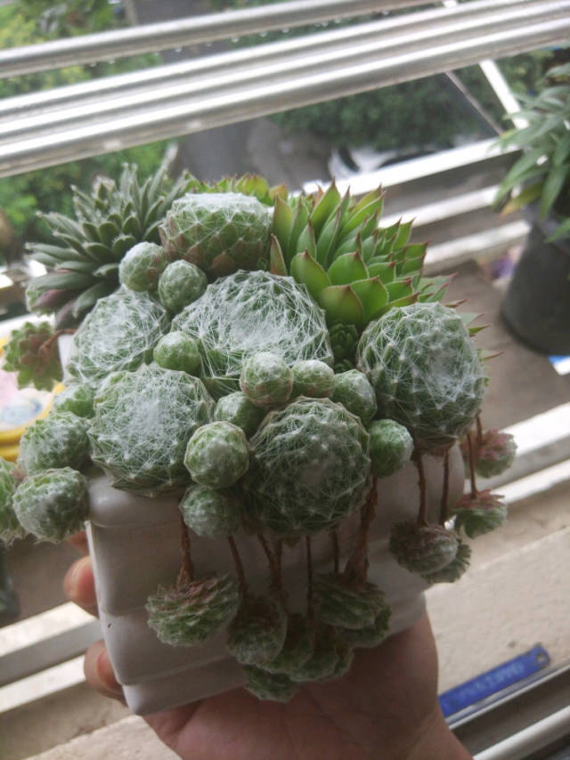 李子育苗方法：掌握技巧，培育优质苗木