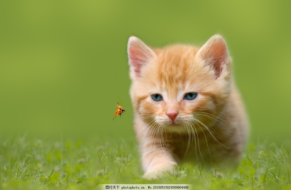 狗狗犬齿长度：揭示隐藏健康状况的关键