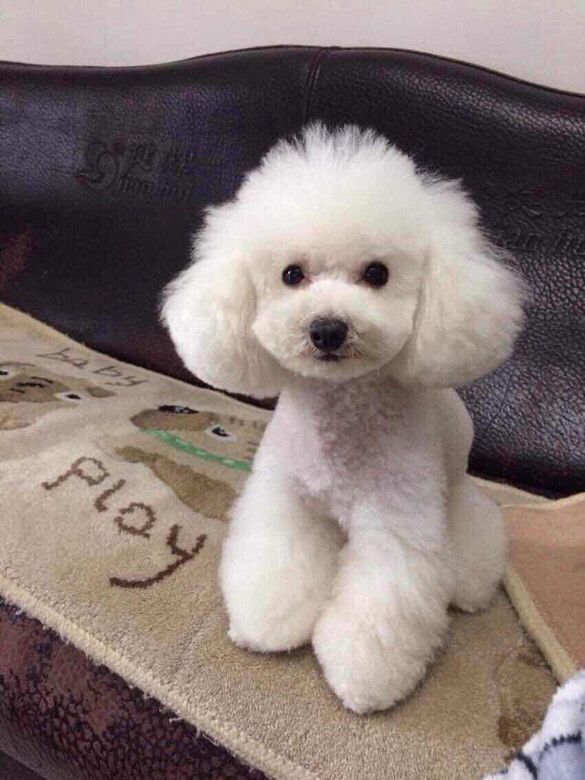 狗狗用跑步机：让毛孩也能享受运动时光