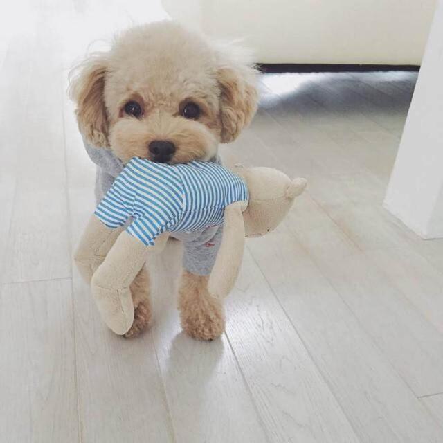 给人以温馨和欢乐的宠物日常故事：狗狗产仔月份的秘密