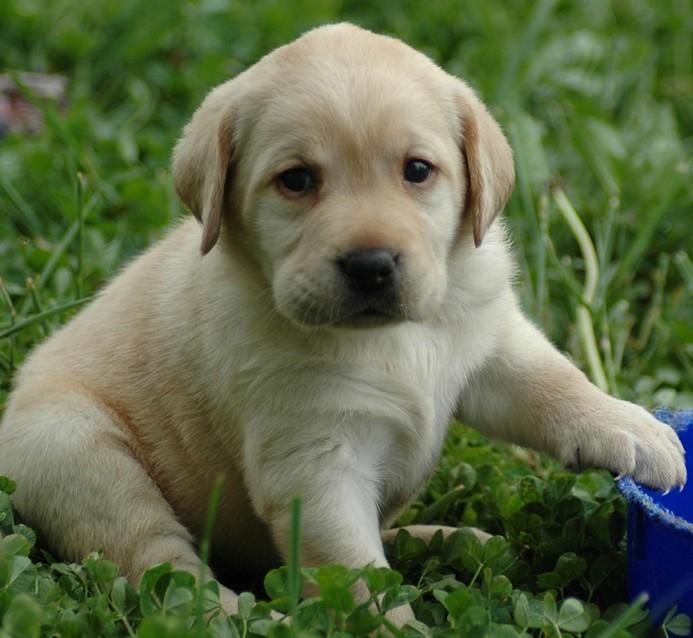 猫咪前腿有个肉球：揭秘猫咪的可爱秘密