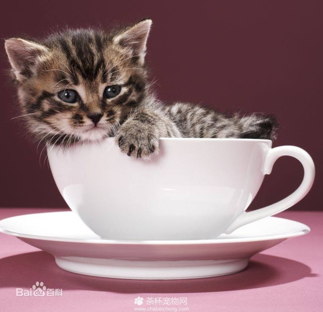 猫咪绝孕后经常吐：揭开背后的原因与对策