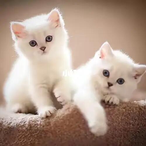 猫咪的腹水传染吗？揭开真相，守护宠物健康