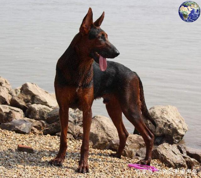 不咬人的狗狗有哪些：揭秘温柔犬种的秘密