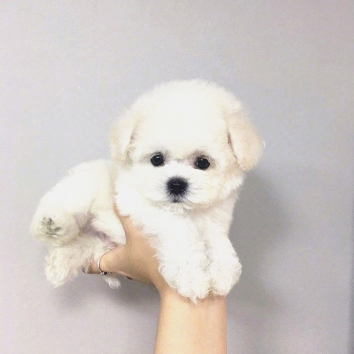 猫咪为什么会走丢？