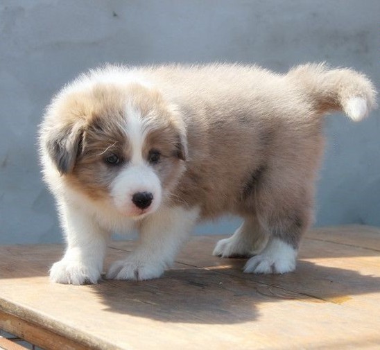 给人以陪伴与温暖：猫咪疫苗打齐要多久